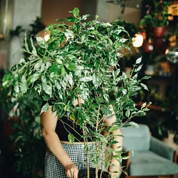 Plant Drop