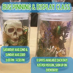 Bug Pinning & Display Class: Beginner - July 2026 (Copy)