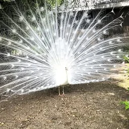 Bridgeton City Park and Zoo