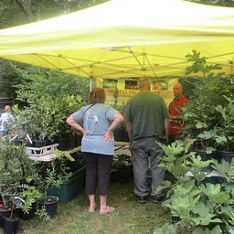 PA FIG FESTIVAL