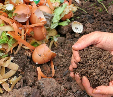 Composting Series: Compost Pile Ecosystems