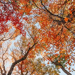 Homeschool Explorers: Leaves, Trees, & Life Cycles (Marshfield)