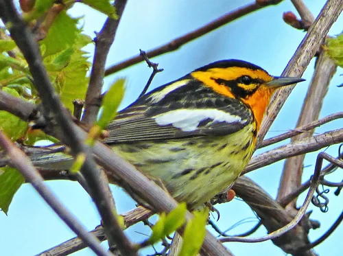 Mackinac Birds & Blossoms