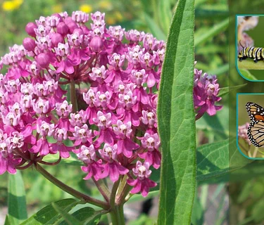 Wild Visitors of the Milkweed Meadow