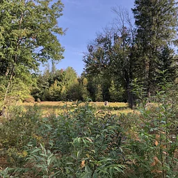 Clear Moose Meadow Field Edges