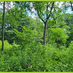Evening Stewardship Days – Frick Park
