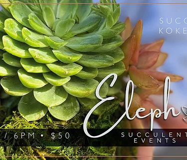 Succulent Kokedama Workshop @ NTBC