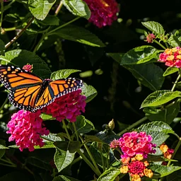 Great Southeast Pollinator Census