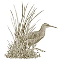 Marin Audubon Society