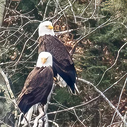 Eagles: A 250th Anniversary Tribute
