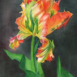 Colors of Celebration