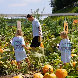 Tanaka Farms Pumpkin Patch