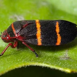 SPITTLEBUGS AND CLIMATE CHANGE