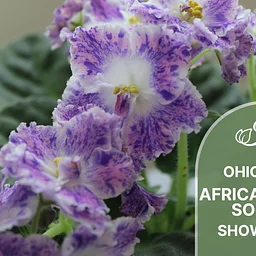 Ohio State African Violet Society Show & Sale