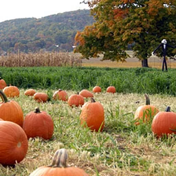 Fall Harvest Weekends