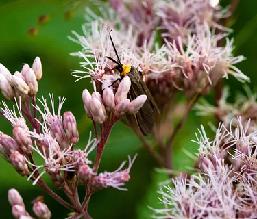 Nature Photography for Wellbeing – Frick Park