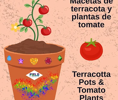 Terracotta Pots & Tomato Plants