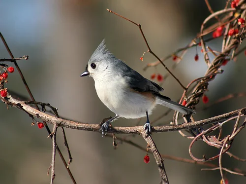 Start of Spring Bird Walk