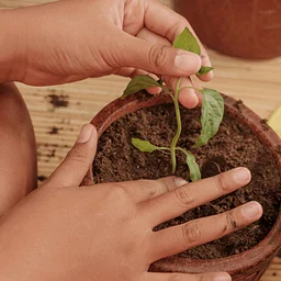 Seed Planting during Growing Back to School