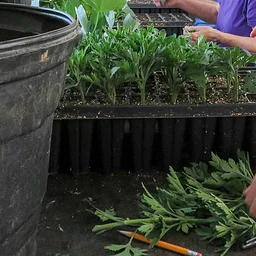 Plant Propagation: Growing New Plants from Cuttings