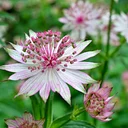 Flowering Plants – Part 1