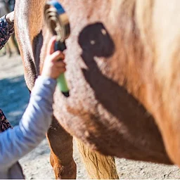 Equine Education Day at Prado Equestrian Center