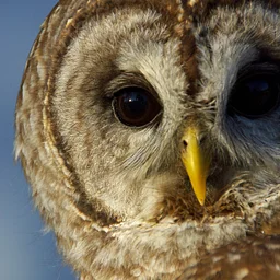 Nature Talk Series: Birds of Prey