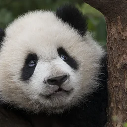 Opening Day: Pandas