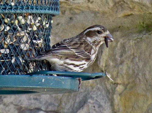 Thursday Project Feeder Watch