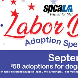 Labor Day Weekend Adoption Special