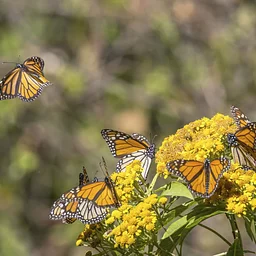 Pollinators at the Preserve
