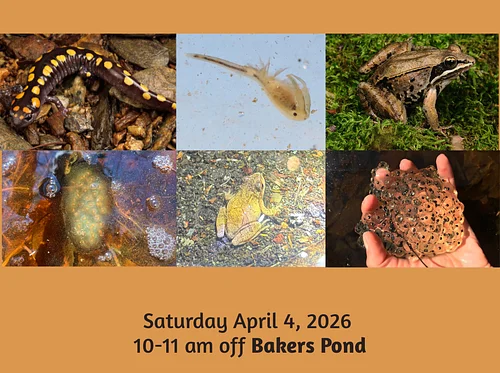 Vernal Pool Event with Audubon Naturalist Ian Ives