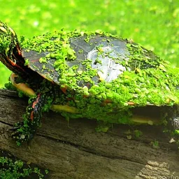 Wildlife Buddies: Turtles!