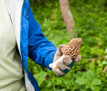 Sustainability at Home: Preserving Edible Mushrooms 101