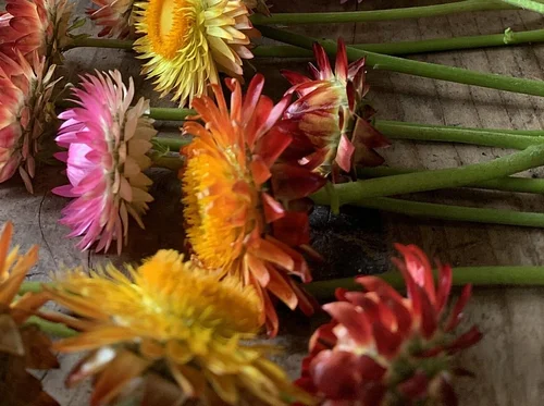 Flower Preservation Workshop