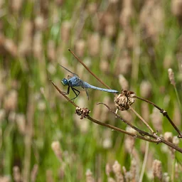 Family Dragonfly Activities and Art with Pima County Conservation Lands and Resources