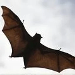 Simply Bat-tastic!