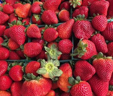 Delray Summer GreenMarket