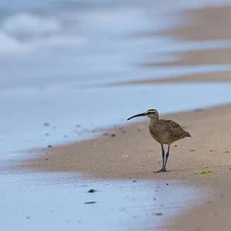Shorebirds Rule at Duxbury Beach