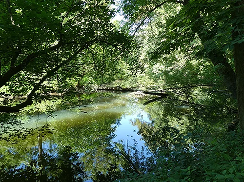 Summer Crum Woods Hike