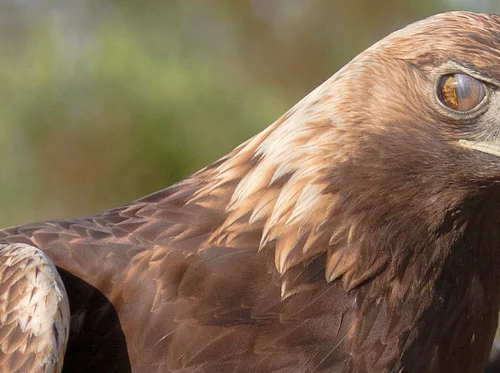Eagle Presentation