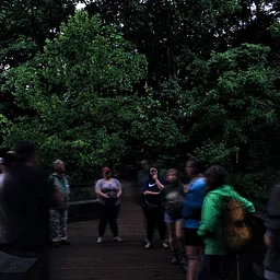 Ashlock Hollow Forest Road Night Hike