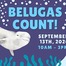 Belugas Count! 2026