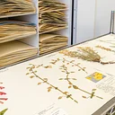 Colton Circle: Sensory Tour of the Herbarium
