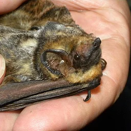 Tree Time: Bats I
