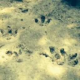 Trek to the Dinosaur Tracks