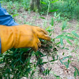 Plants We Love to Hate: Identifying and Controlling Non-native Invasive Pest Plants