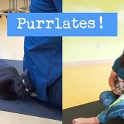 Purrlates!