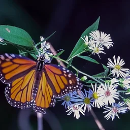 Monarch Tagging & Butterfly Walk at Audrey Carroll