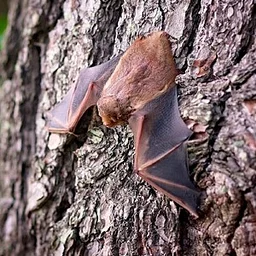 Bat Walk, September 10